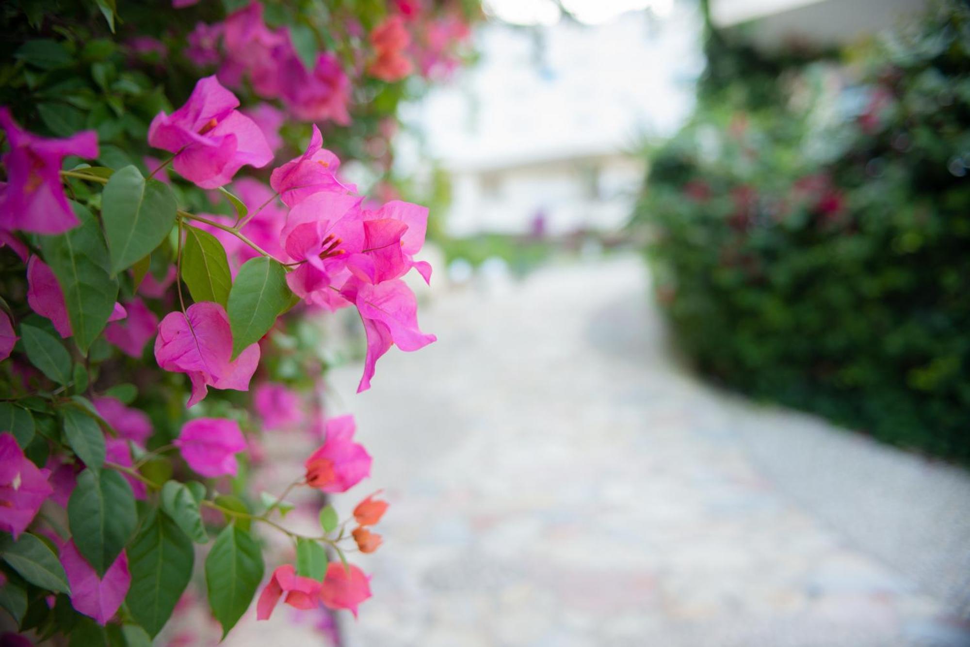 Bougainville Bay Apartments Sarandë エクステリア 写真