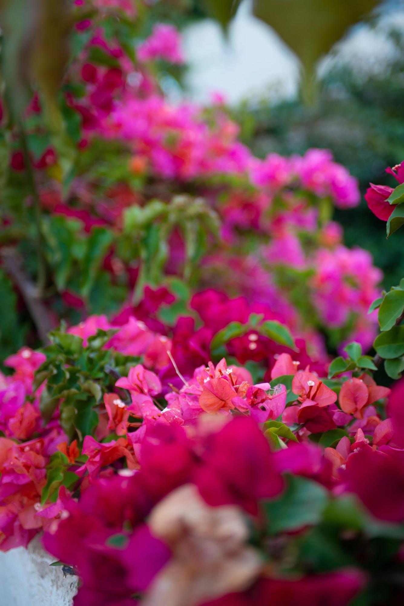 Bougainville Bay Apartments Sarandë エクステリア 写真